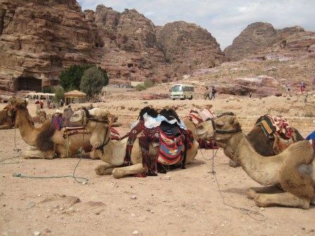 giordania petra dromedari petra