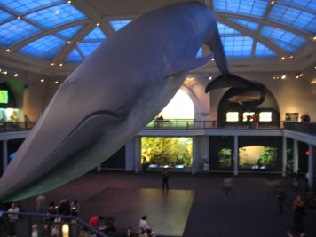 museum of natural history, NYC