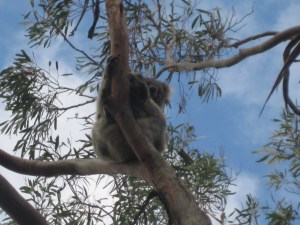koala kangaroo island