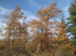 autunno ronco bilaccio
