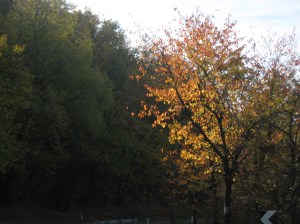 colori d'autunno