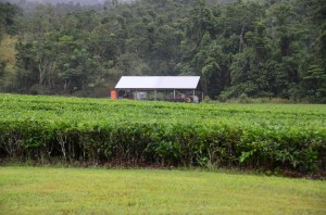 daintree tea daintree tea