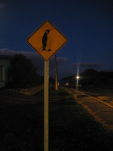 kangaroo island kangaroo island