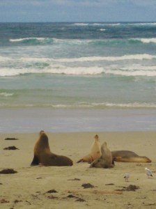 leoni marini kangaroo island