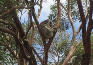 kangaroo island koala
