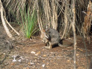 wallaby kangaroo island