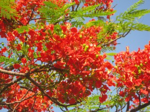 fiori darwin fiori darwin