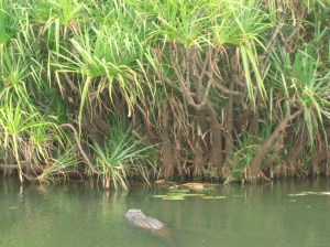 coccodrilli al kakadu national park coccodrilli kakadu national park