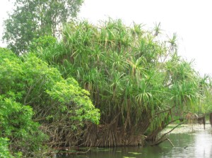 il billabong nel Kakadu National Park il billabong nel Kakadu National Park