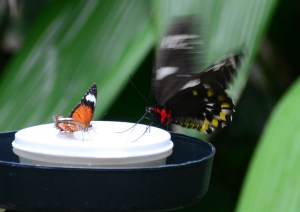butterfly sanctuary Kuranda
