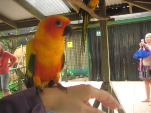 birdworld kuranda