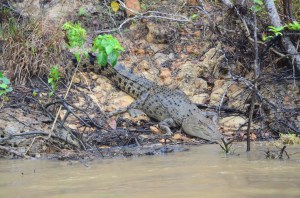 coccodrillo daintree river crocodile daintree river
