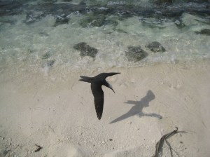 black noody black noody