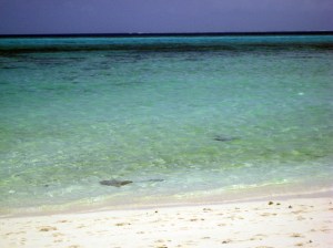 heron island