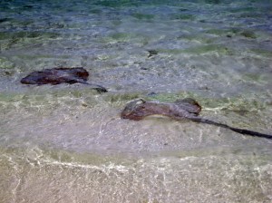 heron island heron island