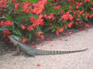 Brisbane's lizard brisbane's lizard