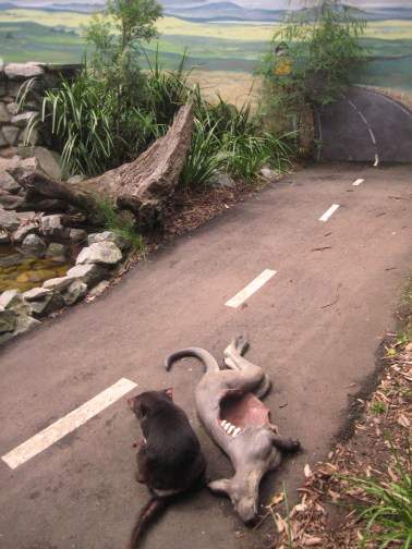 diavolo della Tasmania