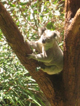 koala Taronga Zoo