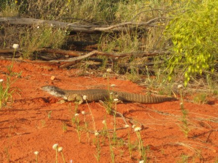 goanna