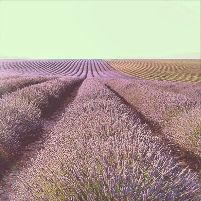 lavanda