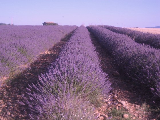 Valensole, Provenza