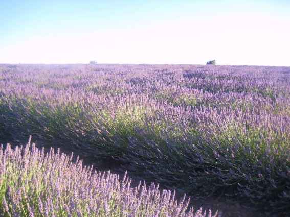 Valensole, lavanda