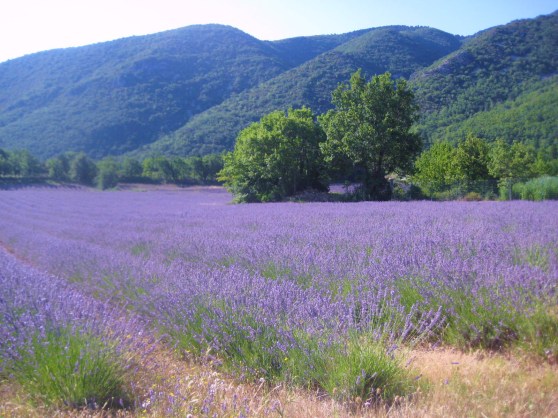 Plateau du Claparèdes, Provenza
