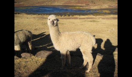 alpaca