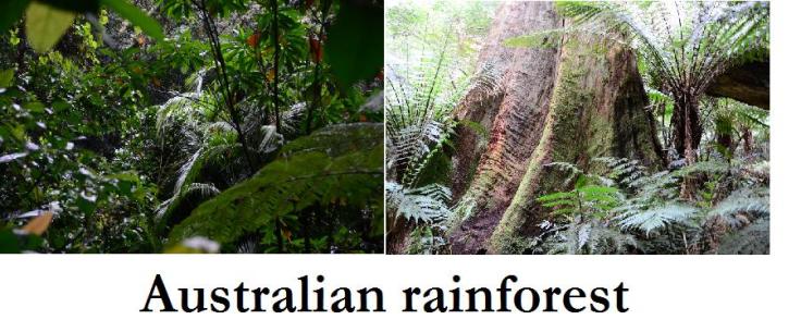 australian rainforest