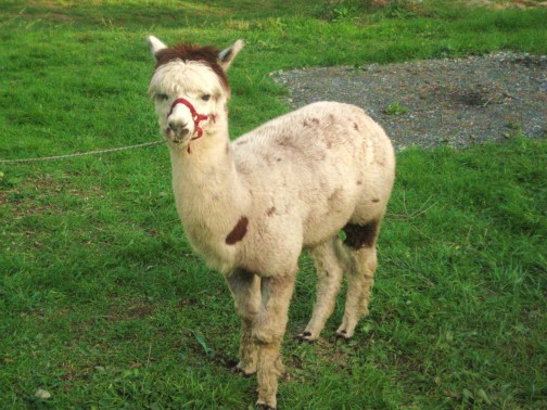 un alpaca alla fiera della Rovere del 2008