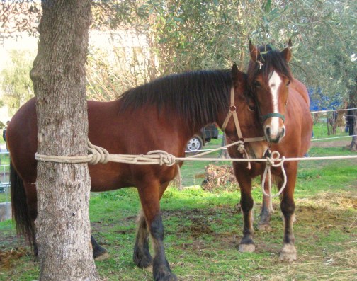 Cavalli alla fiera della Rovere