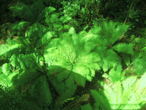 Le felci a ombrello viste dall'alto