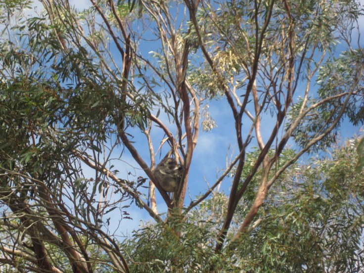 Koala e cucciolo su un eucalipto a Kangaroo Island