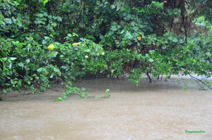 Le mangrovie immerse nell'acqua durante la pioggia incessante sul Daintree River