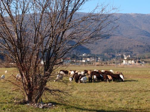 Un gregge di capre a Travalle