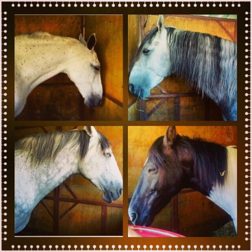 I cavalli nelle stalle per la Feria du Cheval a Les Saintes Maries de la Mer