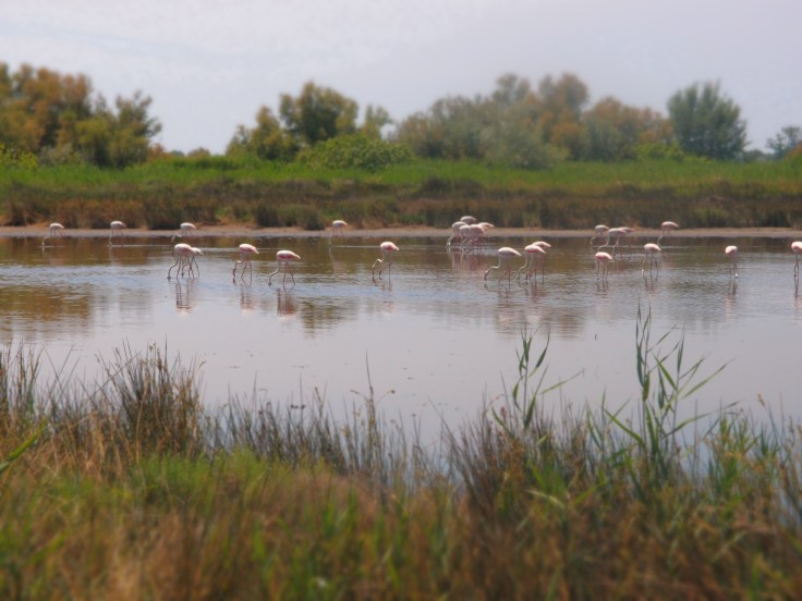 Il nostro primo vero incontro con i fenicotteri in Camargue..
