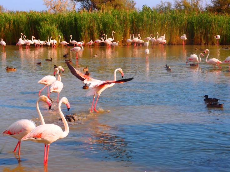 pink flamingo camargue