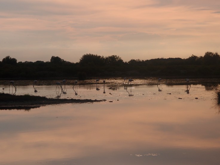 camargue