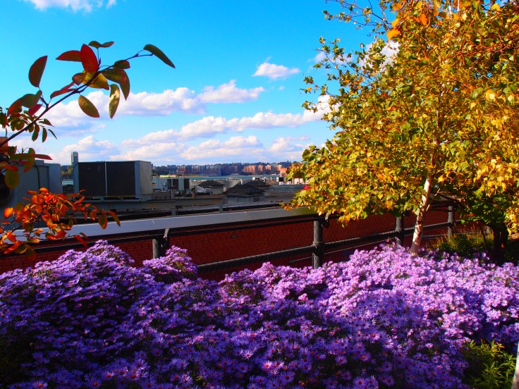 High Line con vista sull'Hudson