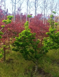 Coloratissimi aceri dai vivaci colori