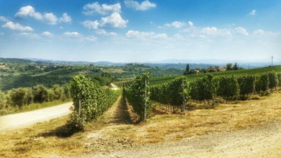 vigneti Certaldo