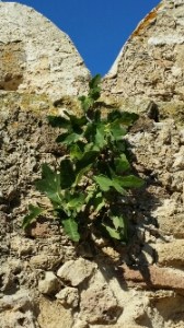 un fico si fa spazio tra le pietre delle merlature