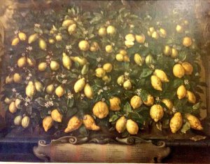 Limoni, limoni e ancora limoni. I Medici adoravano queste rappresentazioni "didascaliche" delle varietà dei frutti