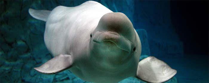 il beluga! credits: http://www.cac.es/oceanografic