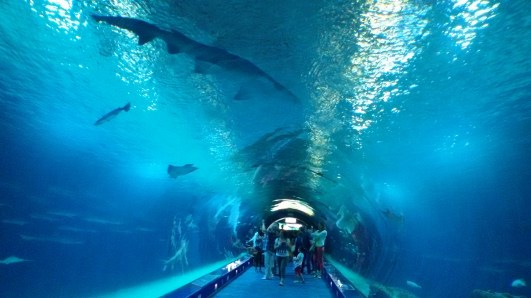 La galleria degli squali: buon divertimento...