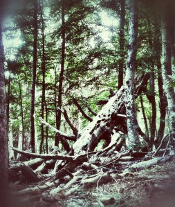 i Giganti della Sila