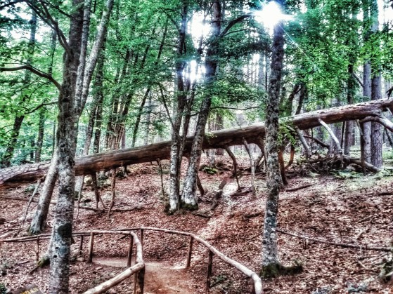 I Giganti della Sila