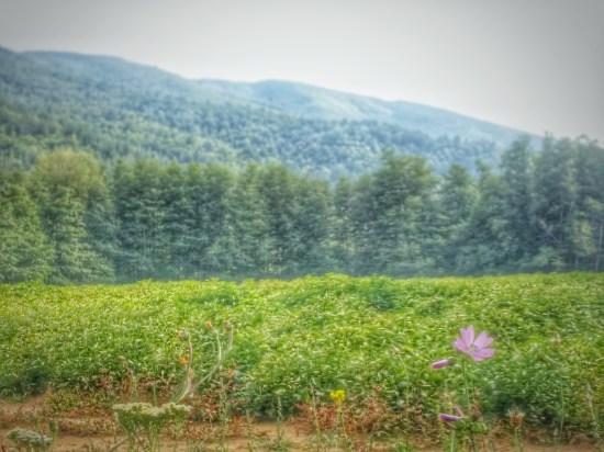 Campi di patate vicino ai Giganti della Sila: natura e cultura del territorio
