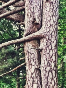 Non sembra che questi due alberi si abbraccino?